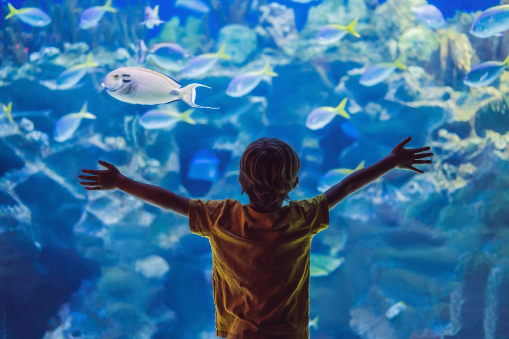Little boy, kid watching the shoal of fish swimming in oceanarium, children enjoying underwater life in Aquarium.