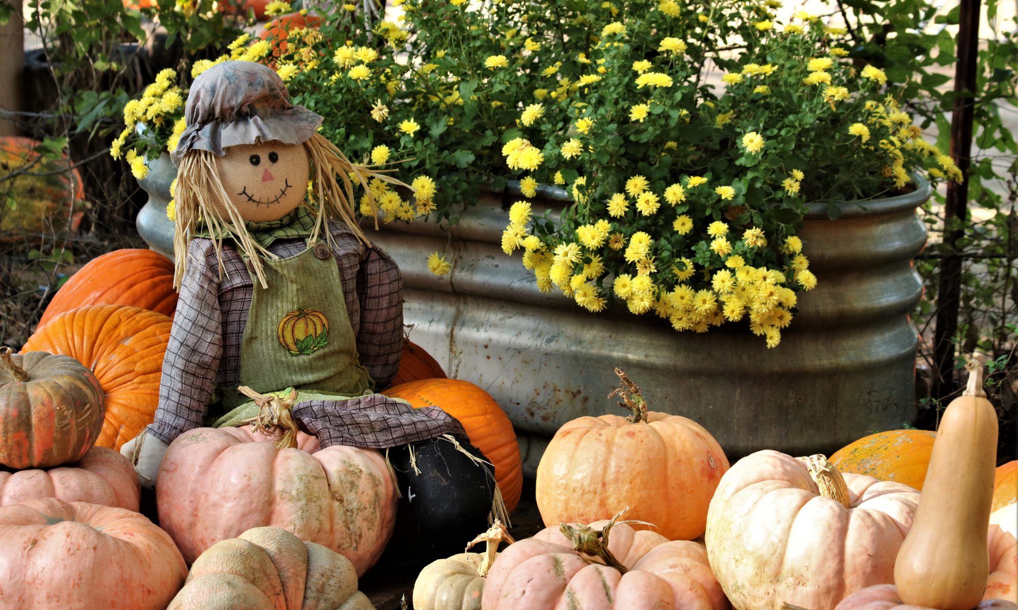 A scarecrow is sitting on a pile of pumpkins at a fall festival.