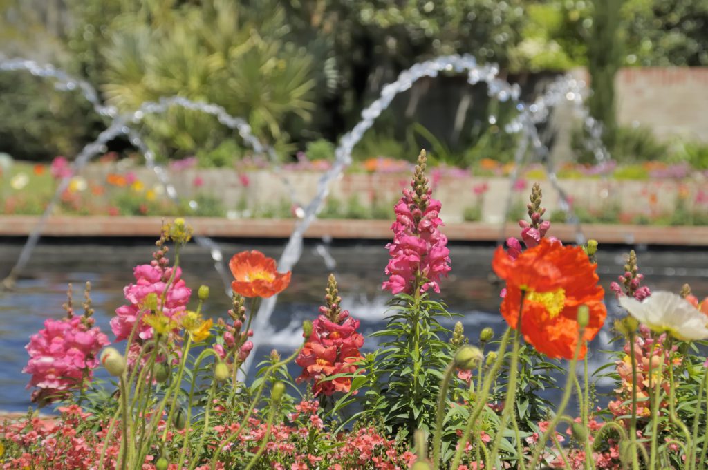 Brookgreen Gardens in South Carolina. showing blooming flowers with a fountain in the background
